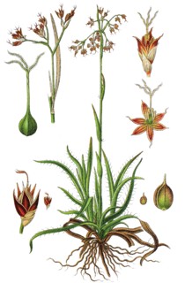 Greater wood-rush