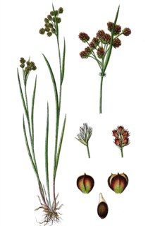 Fen wood-rush