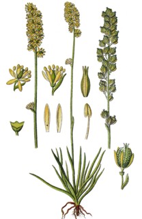 Alpine asphodel