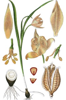 Wild yellow tulip