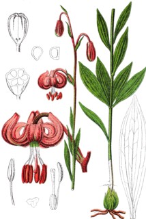 Turk's cap lily