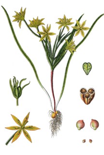 Gagea villosa