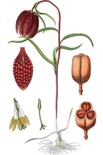 A snake's head fritillary