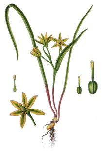 Gagea pratensis