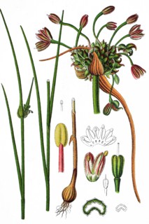 Field garlic