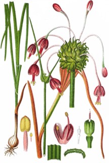 Keeled garlic