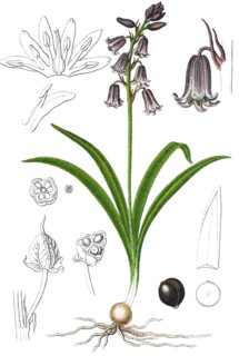 Common bluebell