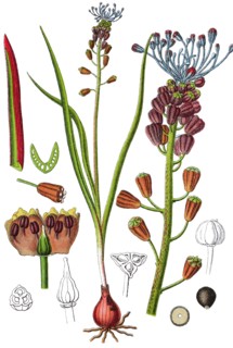 Tassel hyacinth