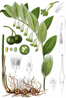 Solomon's seal