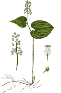 False lily