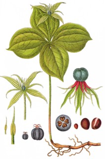 Herb paris