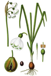 Summer snowflake
