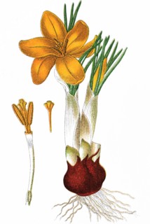 Dutch yellow crocus