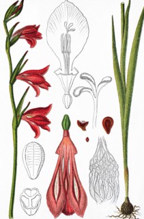 Marsh gladiolus