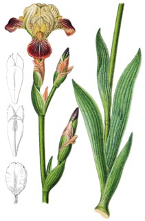 Iris squalens