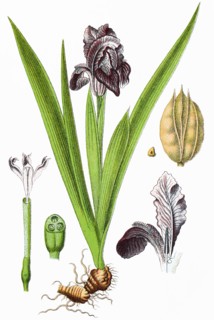 Iris pumila