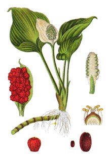 Bog arum