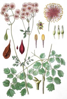 Greater meadow-rue