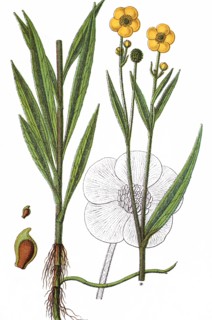 Greater spearwort