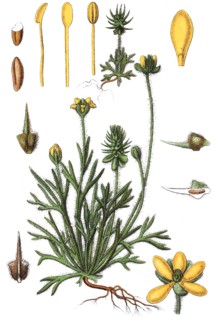 Bur buttercup