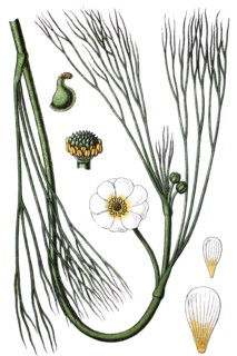 River water-crowfoot