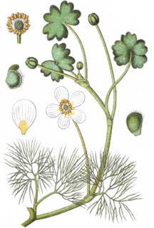 Pond water-crowfoot