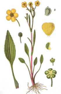 Banewort