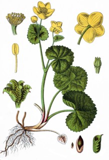Marsh marigold