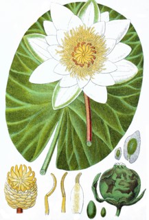 Nymphaea polystigma