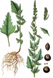 Chenopodium agreste