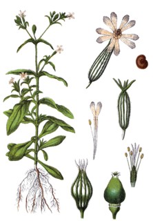 Night-flowering catchfly