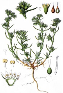 German knotweed