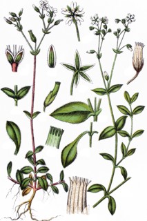 Minuartia