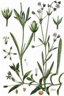 Minuartia