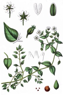Minuartia