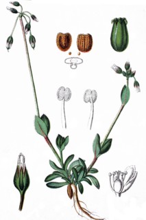 Holosteum umbellatum