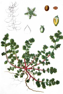 Smooth rupturewort