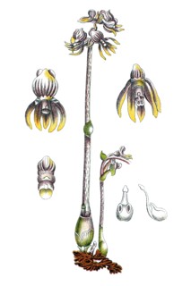 Ghost orchid