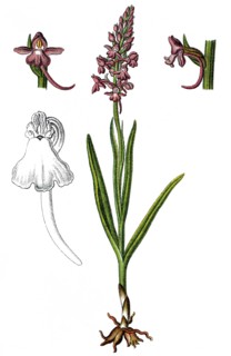 Fragrant orchid