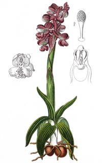 Green-winged orchid