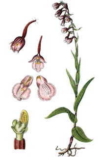 Marsh helleborine