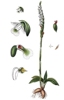 Autumn lady's-tresses