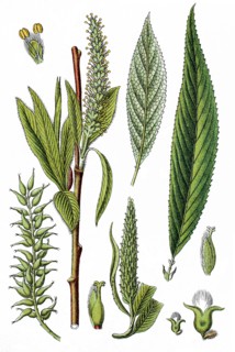 Crack willow