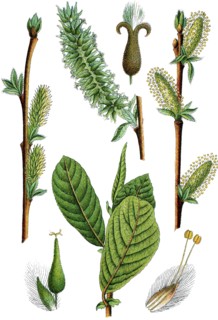 Eared willow