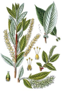 Almond willow