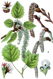 Commonly called aspen