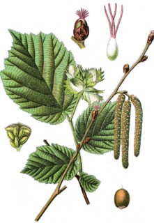 Common hazel