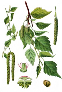 Silver birch