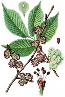 Elm