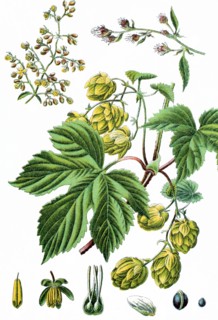 Common hop or hop